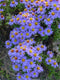 Herfstaster 'Pr. A. Kippenberg' | 1 stuk | Bijen- en vlinderplant | Bijentuin | 11x11 cm Kwekerspot | Paars