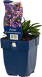 Herfstaster 'Pr. A. Kippenberg' | 1 stuk | Bijen- en vlinderplant | Bijentuin | 11x11 cm Kwekerspot | Paars