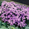 Herfstaster 'Pr. A. Kippenberg' | 1 stuk | Bijen- en vlinderplant | Bijentuin | 11x11 cm Kwekerspot | Paars