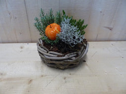 Herfstmandje cira 20 cm met hebe en sierpompoen