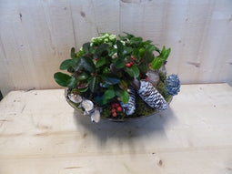 Herfstschaaltje glas met Bergthee en dennenappels