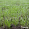 Herstelgazon Graszaad Snelkiemend (15kg, 750m2) Organifer - Gazonzaad - Graszaad Herstel en Doorzaai - Herstel Graszaad - Gazon Herstel - Graszaden voor Alle Gazontypes - Zelfherstellend - Hoge Betredingstolerantie - NAK Gecertificeerd