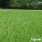 Herstelgazon Graszaad Snelkiemend (15kg, 750m2) Organifer - Gazonzaad - Graszaad Herstel en Doorzaai - Herstel Graszaad - Gazon Herstel - Graszaden voor Alle Gazontypes - Zelfherstellend - Hoge Betredingstolerantie - NAK Gecertificeerd