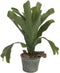 Hertshoorn in pot 35 cm kunstplant