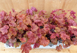 Heuchera Purperklokje 6 potjes per tray kleur rood tinten