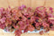 Heuchera Purperklokje 6 potjes per tray kleur rood tinten