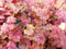 Heuchera Purperklokje 6 potjes per tray kleur rood tinten