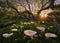 Heye puzzel Magic Forest Calla Clearing - 1000 stukjes