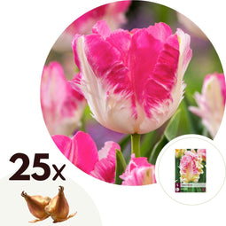Plant in a Box - Tulipa Cabanna - 25x Tulpenbollen winterhard voor in de tuin - Omtrek bloembollen 11cm