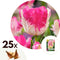 Plant in a Box - Tulipa Cabanna - 25x Tulpenbollen winterhard voor in de tuin - Omtrek bloembollen 11cm