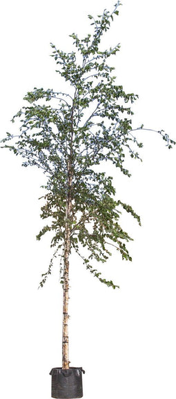 Zwarte Berk | Betula nigra 14-18 cm | Bomenbezorgd.nl