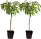 Plant in a Box - Prunus Persica 'Saturnus' - Set van 2 - Perzikboom - Fruitboom - Winterharde boom - Potplant - Tuinplant - Pot 15 cm - Hoogte 60-70cm