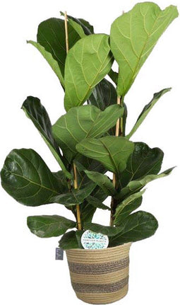 FIcus Lyrata in plantenmand Flores - Forever Plants - Groene plant- Hoogte 140 cm