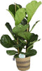 FIcus Lyrata in plantenmand Flores - Forever Plants - Groene plant- Hoogte 140 cm