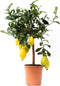 Goed & Groen - Citrus Lemon - ↨ 65cm - Potmaat 19 - Kwaliteit Planten - Kamer Plant - Kamerplanten - Sfeer