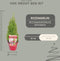 Plants by Frank | Set van 2 Geurende kerstboompjes | 15 cm Ø | 40-50 cm ↨ | Kerst decoratie | Kerstversiering | Kerstdecoratie | Tuinplanten