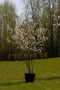 Krentenboom meerstammig | Amelanchier lamarckii | Bomenbezorgd.nl