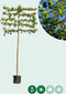 Leilinde 220 cm | Tillia europaea 'Pallida' 20-25 cm 220 cm| Bomenbezorgd.nl