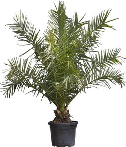 Dadelpalm 200 cm | Phoenix canariensis 20-30 cm| Bomenbezorgd.nl