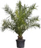 Dadelpalm 200 cm | Phoenix canariensis 20-30 cm| Bomenbezorgd.nl