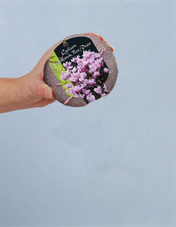 2 stuks Cyclaam Neapolitanum (Steeketiket)