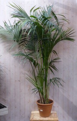 Kamerpalm Kentiapalm 250 cm kamerplant