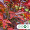 Rode Noorse esdoorn laagstam | Acer pl. 'Crimson Centry' | Bomenbezorgd.nl