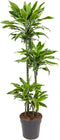 Goed & Groen - Dracaena Gold Coast - Drakenbloedboom - XL -↨ 140cm - Potmaat 27 - Exclusieve Kwaliteit Planten - Kamer Plant - Kamerplanten - Sfeer - Interieur