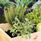 HI Plantenbak verhoogd 92x41x80 cm grenenhout