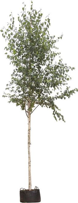 Ruwe berk | Betula pendula 18-20 cm | Bomenbezorgd.nl