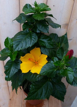 Hibiscus Newbiscus Grootbloemig geel 70 cm