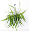 Goed & Groen - Epiphyllum pumilum - ↨ 30cm - Potmaat 17 - Exclusieve Kwaliteit Planten - Kamer Plant - Kamerplanten - Sfeer - Interieur