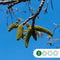 Gewone walnotenboom | Juglans regia 10-14 cm | Bomenbezorgd.nl