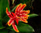 Kamerplant - Aechmea Pepita Elegant Flames double