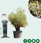 Olijfboom Verdial Olea europaea Verdial 210 cm