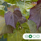 Paarsbladige trompetboom | Catalpa erubescens purpurea 6-10 cm | Bomenbezorgd.nl