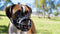 Baskerville Ultra Muzzle - Muilkorf - Maat 2 - Zwart - Omtrek Snuit 27 cm