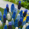 Plant in a Box - Muscari Magic Mix - Bloembollen x50 - Druifhyacinten - Bloembollenmix voor Tuin, Terras of Balkon
