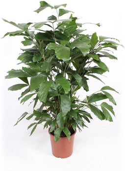 Caryota Mitis - 110 cm, Ø 27 cm