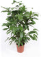 Caryota Mitis - 110 cm, Ø 27 cm