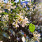 Plant in a Box - Trachelospermum jasminoides 'Pink Showers' - Set van 2 - Jasmijn XL - Winterharde klimplant - Pot 17cm - Hoogte 110-120cm