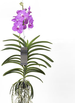 Plant in a Box - Vanda Magic XXL - Roze - Hoogte 90cm