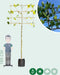 Leiplataan 240 cm | Platanus hispanica 16-20 cm 240 cm| Bomenbezorgd.nl