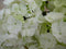 Hortensia Hydrangea Wit 30 - 40 cm 4 tot 6 bloemen