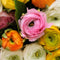 Plant in a Box - Ranunculus - Mix van 80 - Ranunculus bloembollen - Zomerbloeiers - Knollen