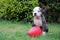 Jolly Pets Jolly Egg hondenspeelgoed – 20cm – Stevige hondenbal - Gemaakt van Extreem duurzaam kunststof - Geschikt voor de Kleinere hond – Weerbestendig - Rood