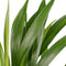 Dypsis lutescens (Areca) met Elho B.for soft white ↨ 50cm - hoge kwaliteit planten
