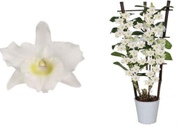 Dendr Nobile op rek Apollon ↨ 60cm - hoge kwaliteit planten