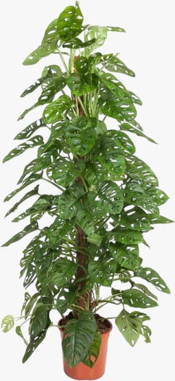 Monstera adansonii 'Monkey Leaf' ↨ 160cm - hoge kwaliteit planten