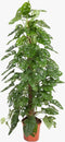 Monstera adansonii 'Monkey Leaf' ↨ 160cm - hoge kwaliteit planten